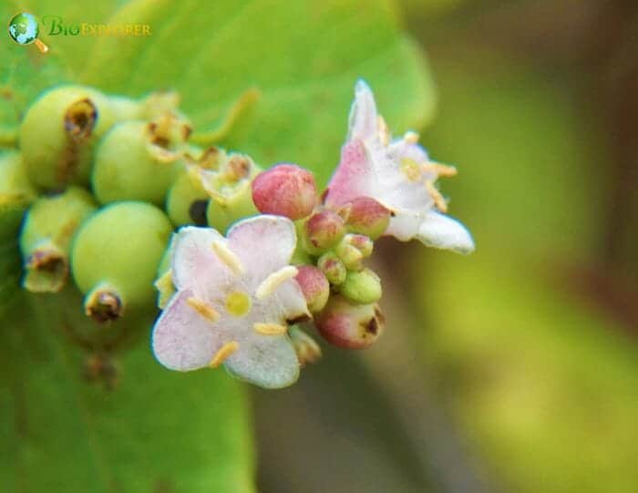 Pink Snowberry Flowers