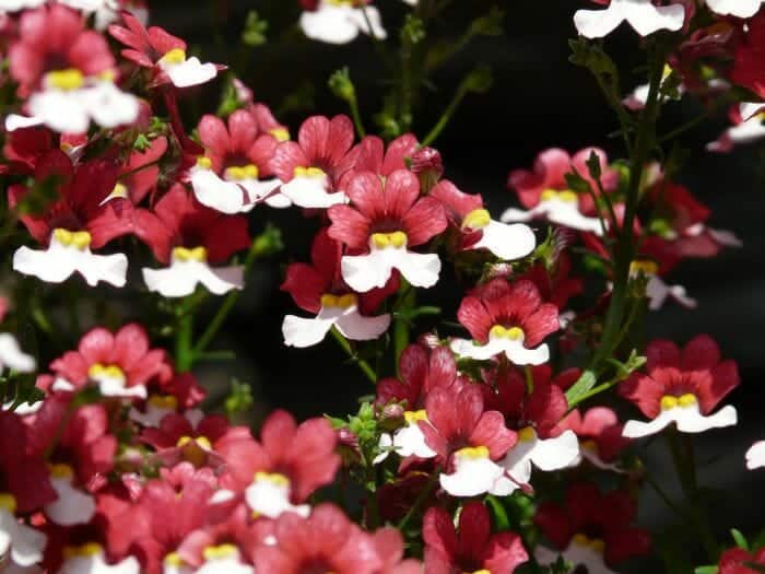 Pink and White Nemesia Flowers