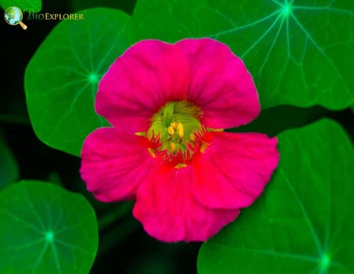 Pink Nasturtiums Flower