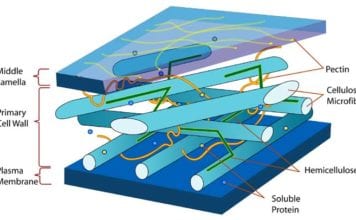 Plant Cell Wall