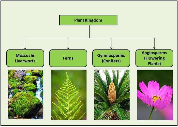 Classification Of Plants 4 Major Types Of Plants Biology Explorer