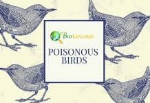 Poisonous Birds