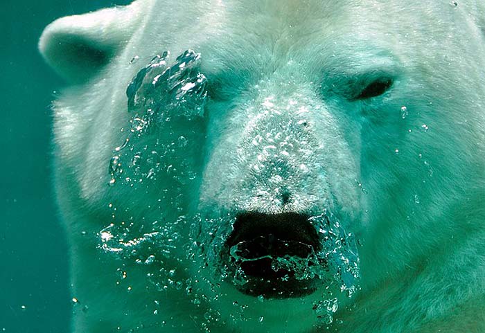 polar bear food chain