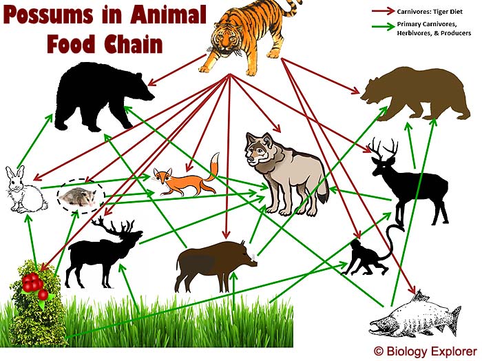 Possums in Animal Food Chain