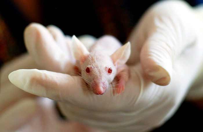 Avoid Animal Testing
