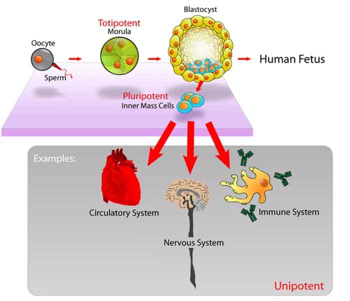 Pluripotent Stem Cell