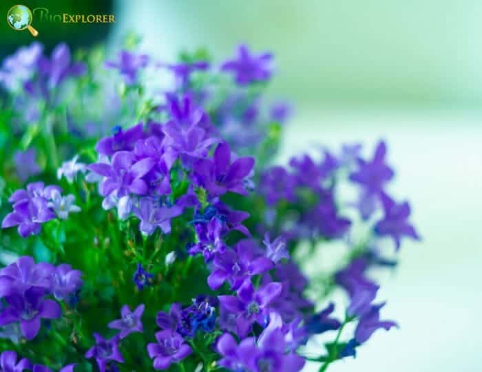 Purple Browallia Flowers