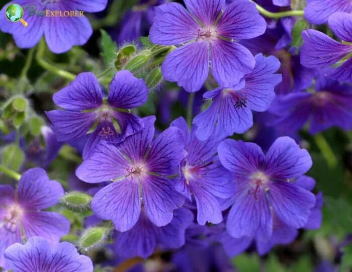 Purple Hardy Geranium
