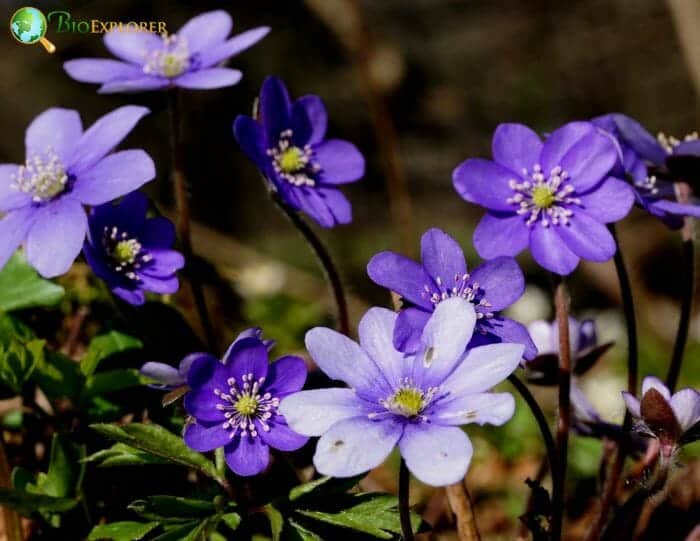 Purple Hepatica Flowers