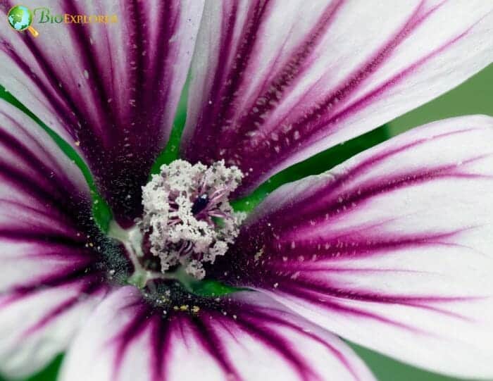 Purple Hollyhock Flower