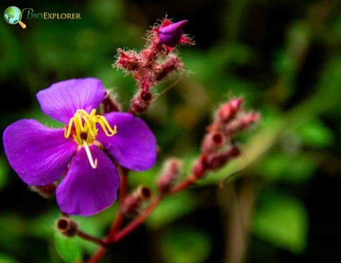 Purple Myrtle Flowers