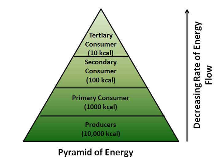Ecological Pyramid | Definition, Number, BioMass, Energy Pyramids