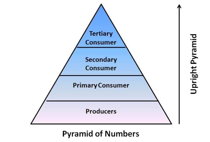 pyramid of numbers diagram