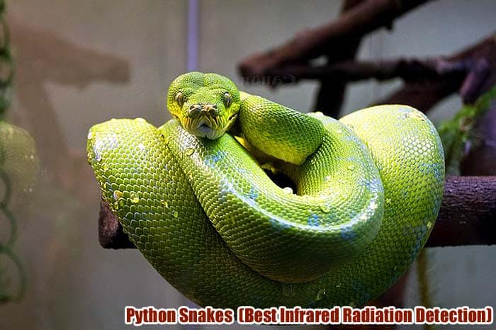 Python Snakes (Infrared Radiation Detection)