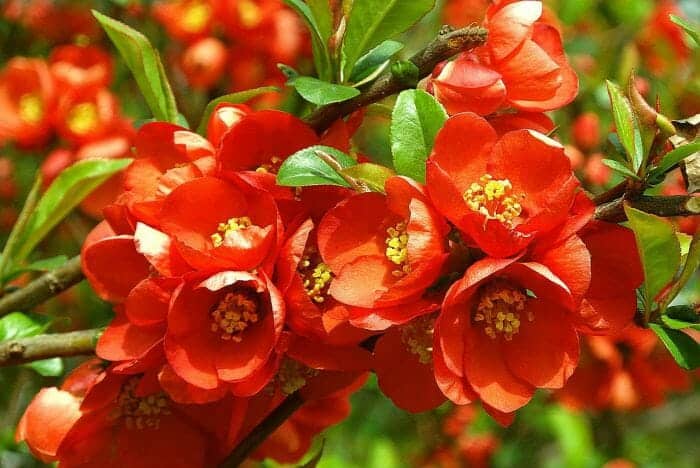 Quince Flower Bunch