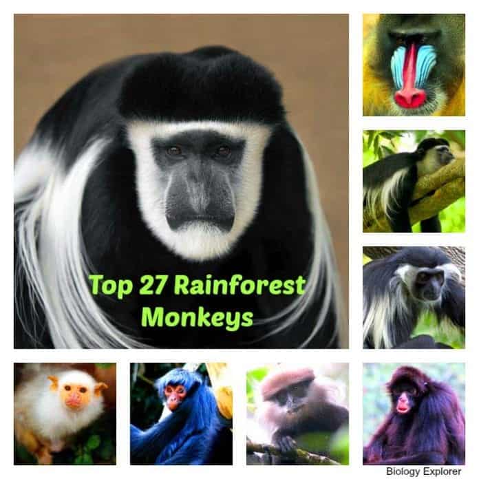 Types of Monkeys | Top 27 Rainforest Monkeys | Biology Explorer