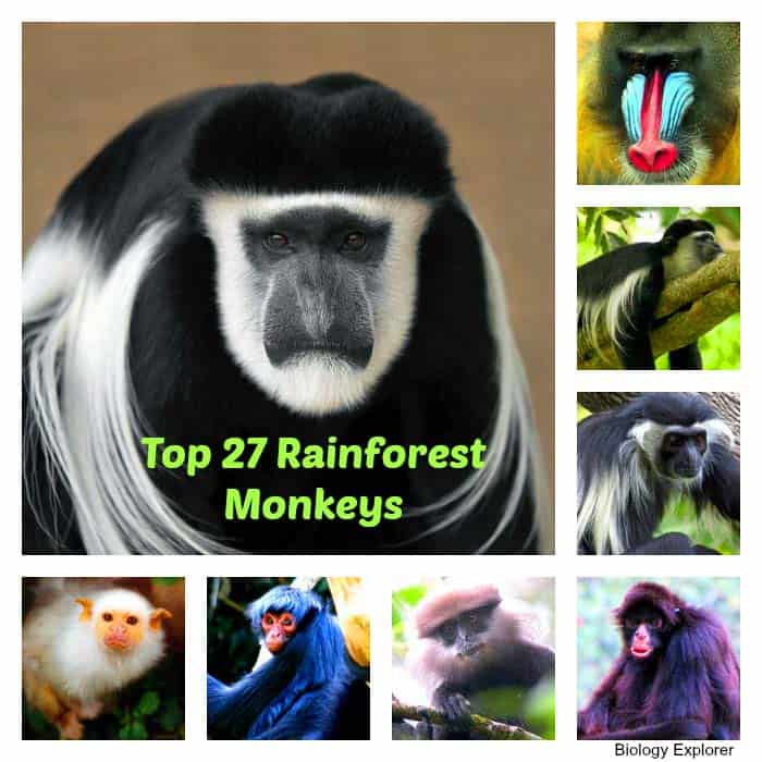 Types Of Monkeys Top 27 Rainforest Monkeys Biology Explorer