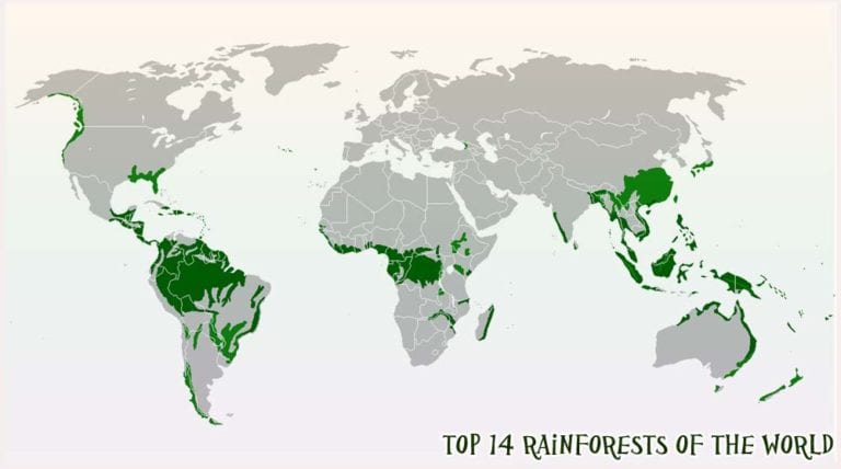 World's Top Rainforests | Tropical Rainforests | BioExplorer