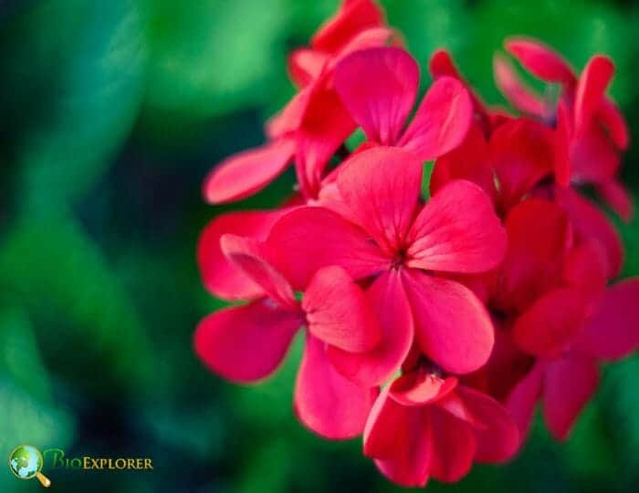 Red Geranium Flowers