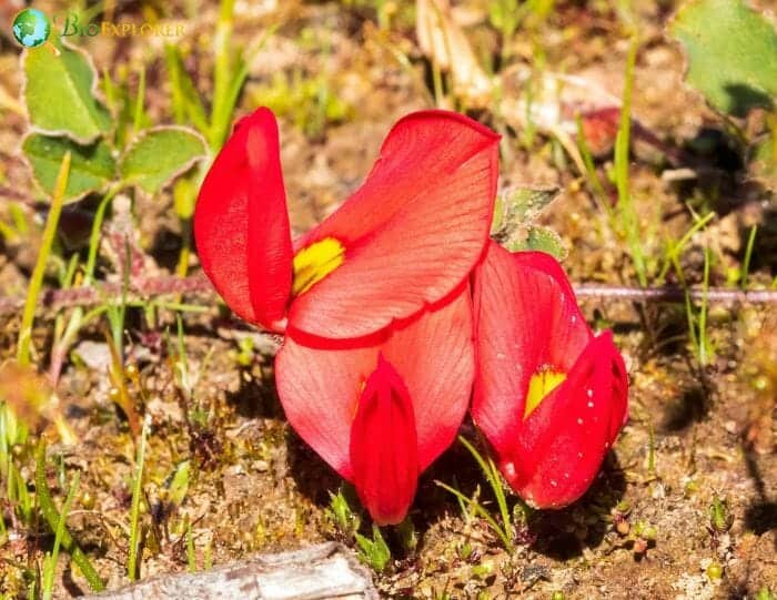 Red Kennedy Peas Flowers