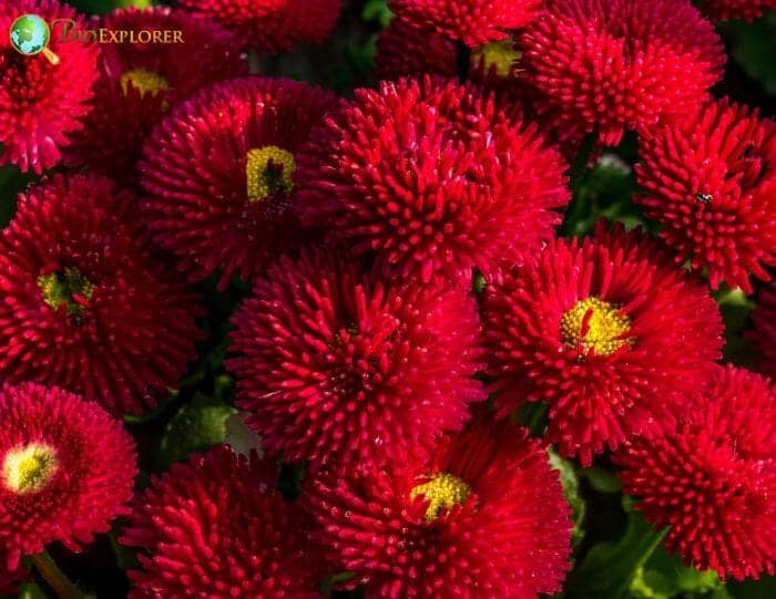 Red Matsumoto Flowers