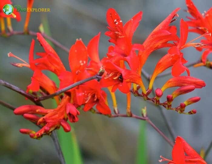 Red Montbretia Flowering Plant