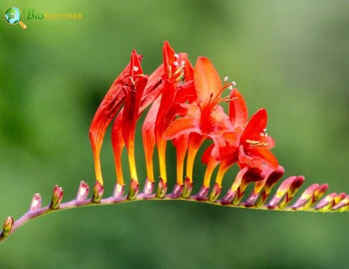 Red Montbretia Flowers