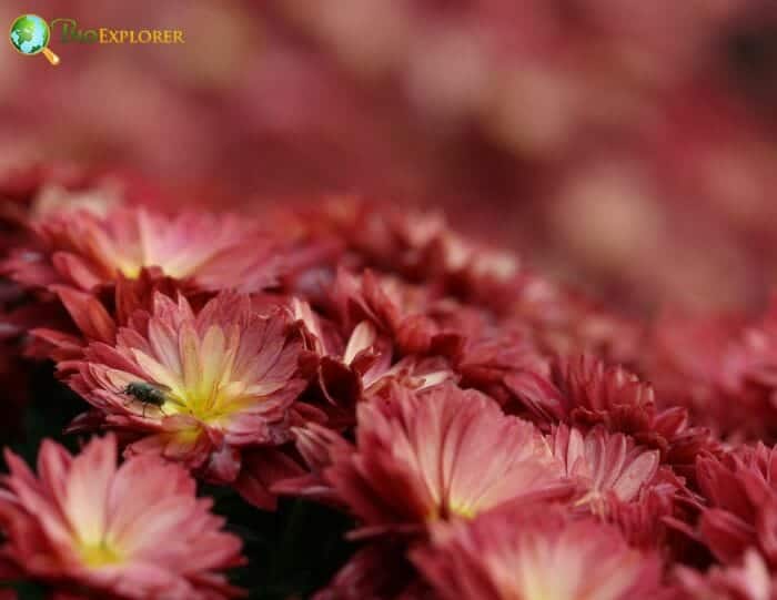 Red Mums Flowers