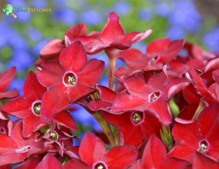 Red Nicotiana Flowers