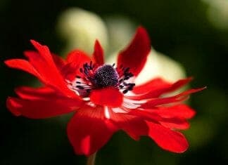 Red Anemone Flower