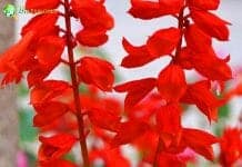 Red Cardinal Flowers (Bell-Shaped)