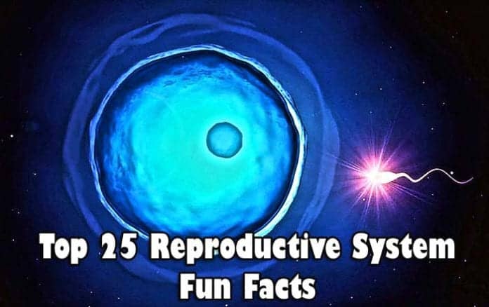 Reproductive System Fun Facts