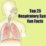 Respiratory System Fun Facts