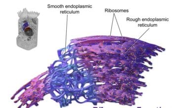 ribosomes function