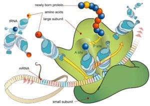 RNA Databases - BioExplorer.Net