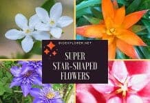 star shaped flowers