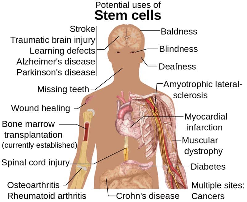 advantages of embryonic stem cells