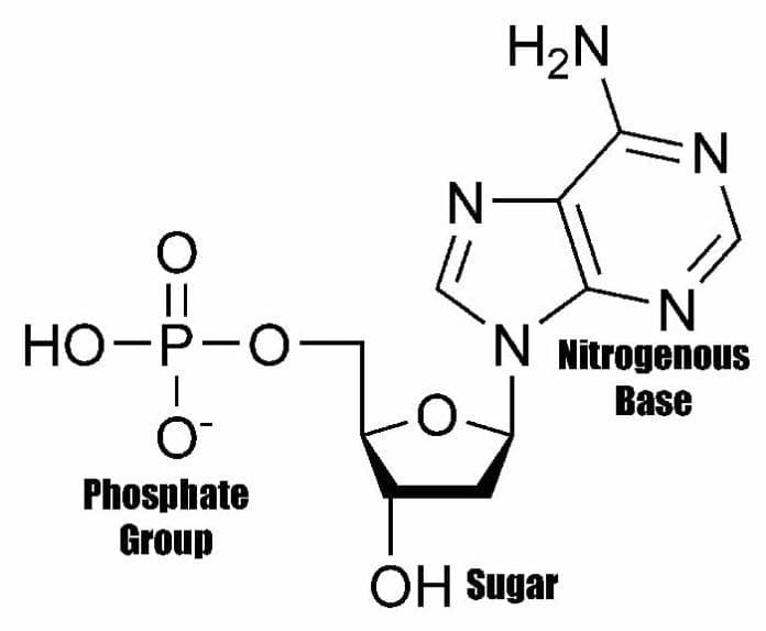 what-are-the-building-blocks-of-nucleic-acids-answers