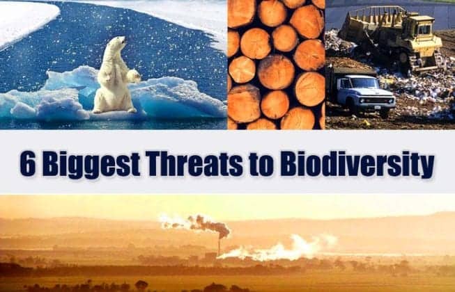 Threats to Biodiversity | 6 Major Loss of Biodiversity | BioExplorer