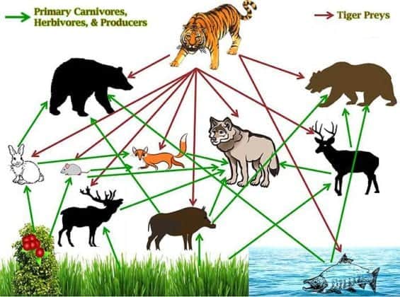 Tiger Food Chain Diagram