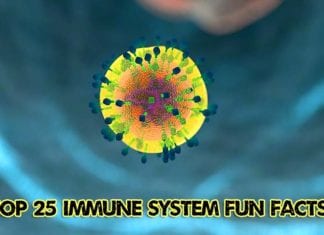 Top Immune System Fun Facts