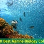 Top Marine Biology Colleges