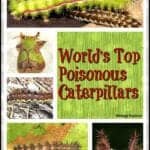 Poisonous Caterpillars
