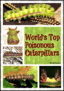 World's Top 15 Poisonous Caterpillars | Venomous Caterpillars