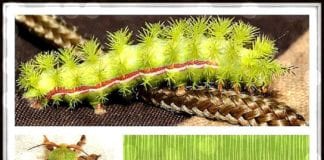 Poisonous Caterpillars