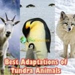 Tundra Animal Adaptations