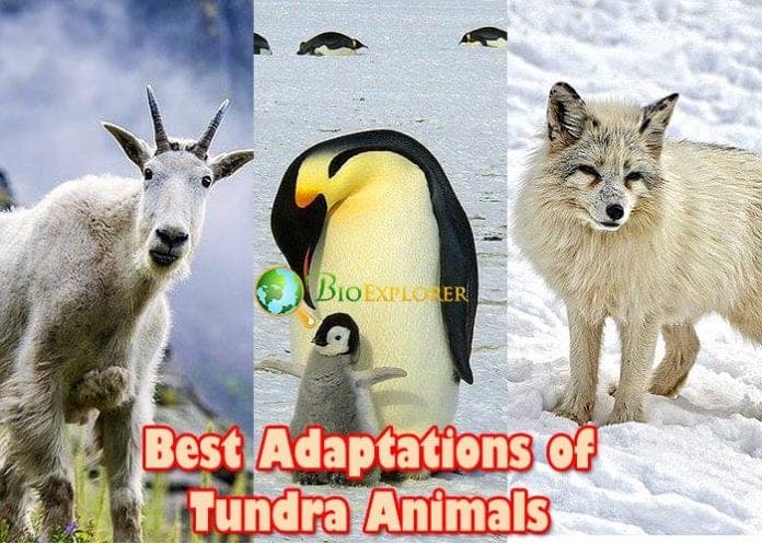 Tundra Animal Adaptations