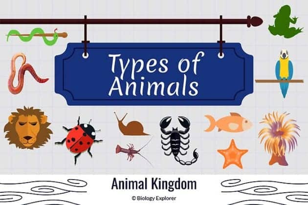 Types of Animals and Their Characteristics | Biology Explorer