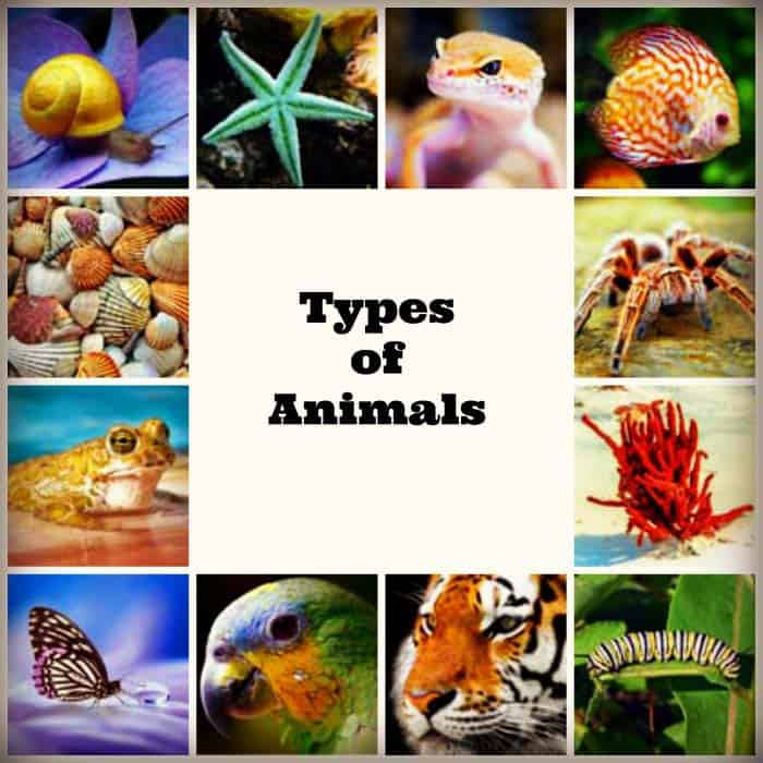 different types of animals