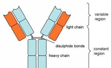 types of antibodies in blood